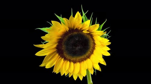 Sunflower blooms, time-lapse with alpha channel