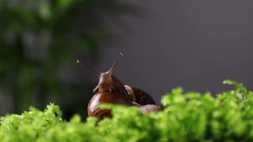 Funny Snail Closeup on Green Grass
