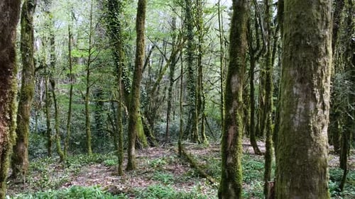 Lush Moss-Covered Trees in a Tranquil Forest