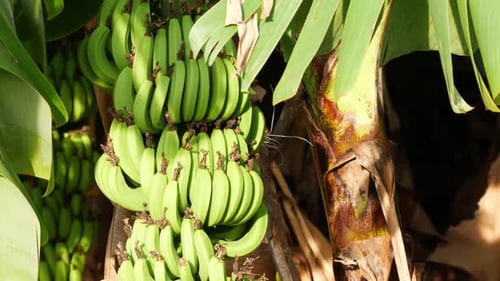 Close view of banana fruits hanging on banana tree