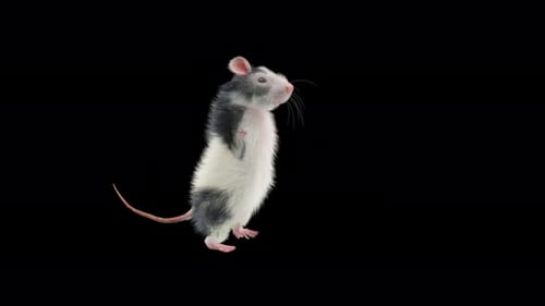 Animated Realistic Rat Standing Looking Around