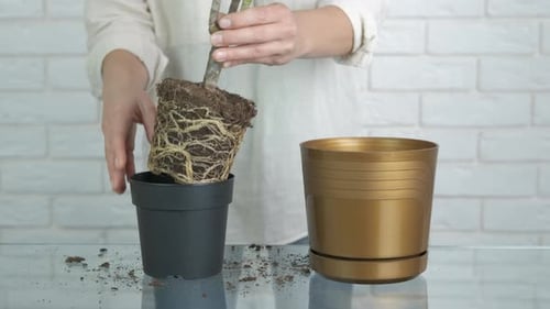 Person Repots Houseplant in Gold Decorative Pot