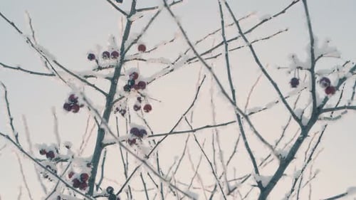 Tree with Berries and Twigs Covered with Shiny Frost in Wood