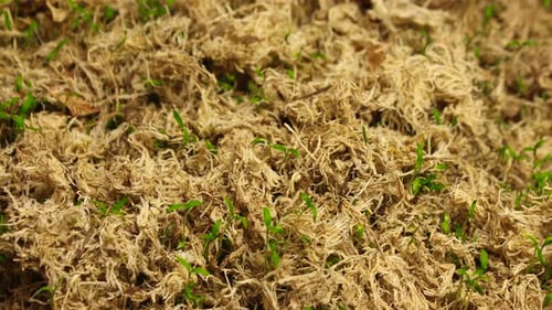 Sprout Plants