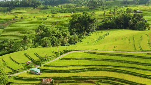 Flying Over Terraced Rice Paddies In Bali.