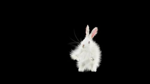 Hase: Tanzen HD