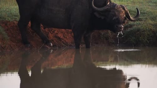 Un búfalo africano bebiendo en el estanque ubicado en el safari de El K en Kenia. -tiro amplio