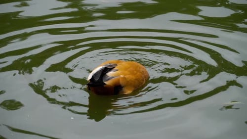 Ruddy Shelduck auf dem Wasser