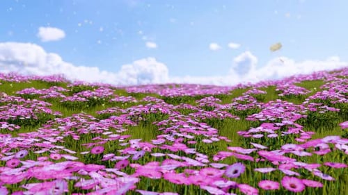 Frühlings-Blumenwiese