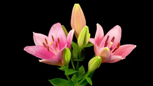 Blooming Pink Lily on Black Background