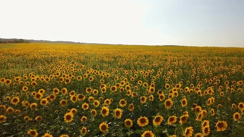 Flying over Sunflower Field