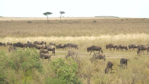 Pan left view of gnus on the savannah