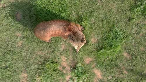Bear Walking On The Grass In Meadow
