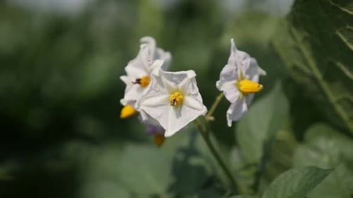 Organic potato plant close-up 1080p FullHD footage - Slow motion Solanum tuberosum flower shallow DO