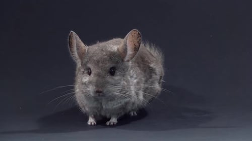 Gray Chinchilla at Black Background. Close Up