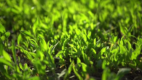 Makro Grünes Gras