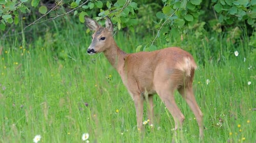 Deer Eating Leaves in Sunny Meadow