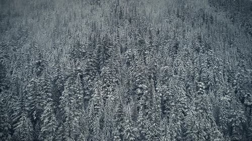 Snowy Winter Forest Aerial View