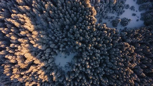 Top aerial View of Winter Frozen Forest. Sun Light Touches Tree Tops