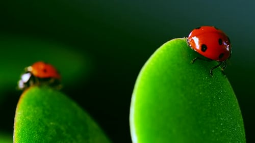 Ladybug Exploring Green Leaf in Natural Setting