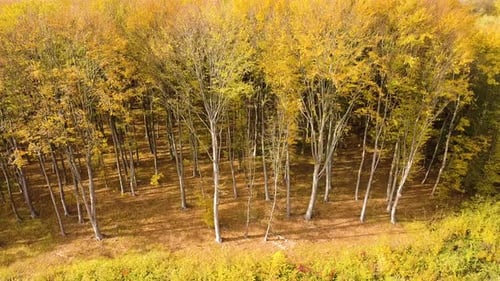Autumn forest with bright orange and yellow leaves. Dense woods in sunny fall weather.
