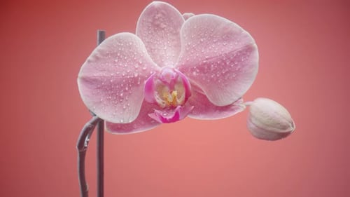 Pink Orchid in Macro with Water Droplets