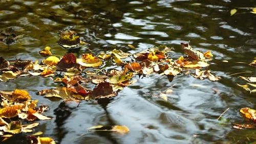 Eine Nahaufnahme eines ruhigen Süßwasserbachs mit hell gefallenen Herbstblättern