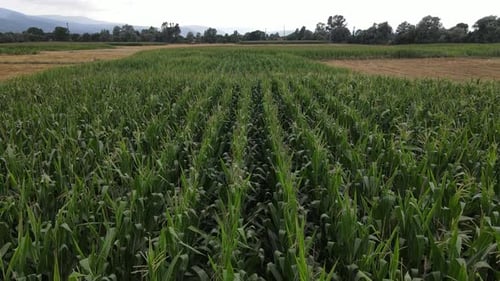 Green Corn Field