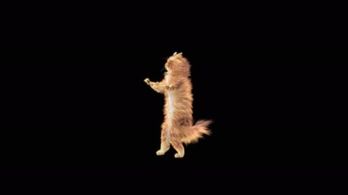 63 Katzen tanzen 4K