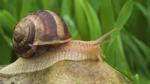 Schnecke kriecht entlang grünem Gras