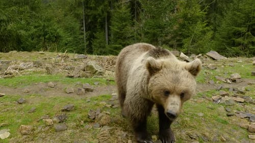 A Big Brown Bear in the Forest