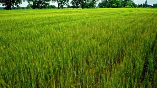 Green fields of wheat. Agriculture in Poland. Aerial view