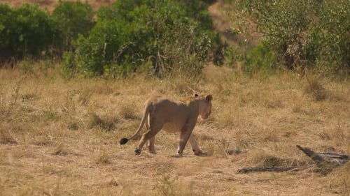 African lioness walking
