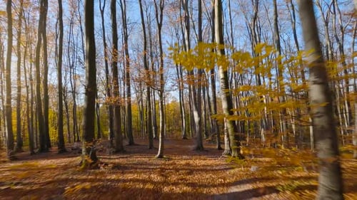 Maneuverable Flight Between Trees Close to Branches in a Fabulous Autumn Forest