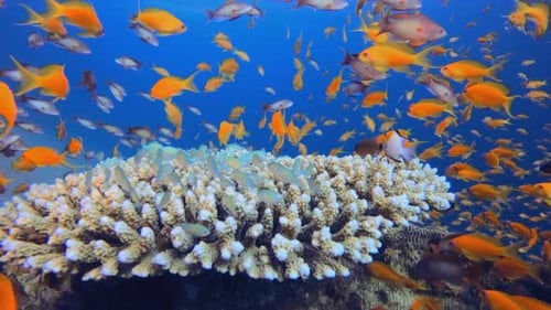 Colorful Fish Swimming Around Coral Reef Underwater