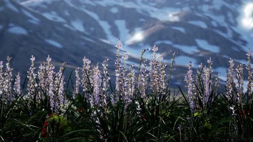 Lavender Field with Blue Sky and Mountain Cover with Snow