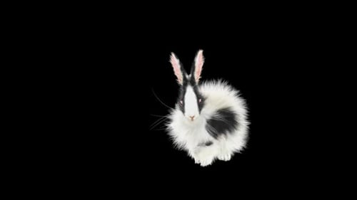 71 Rabbit Standing Sprint Forward HD