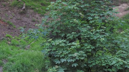 Brown bear (Ursus arctos) in the forest