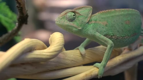 Un caméléon est assis sur une branche dans la jungle
