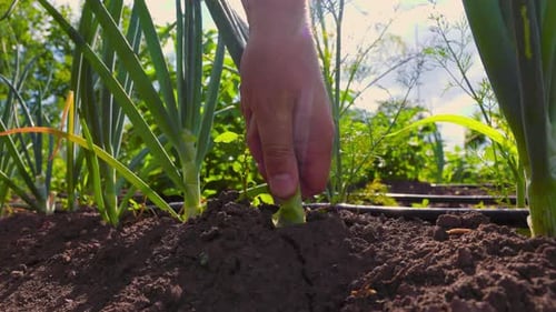 Hand Pulling Fresh Onion from Garden Soil