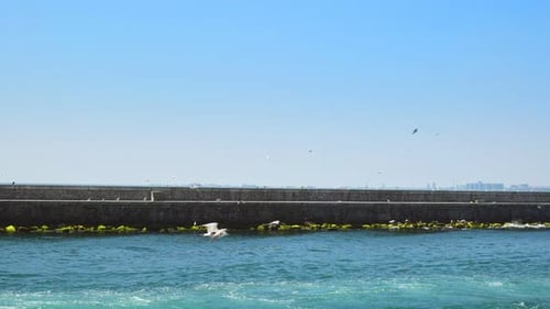 Seagull (2K)