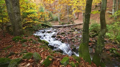 Mountain River with Autumn Logs and Leaves