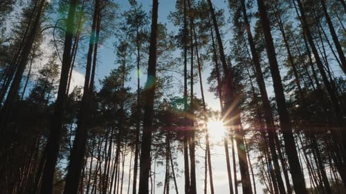 Sun Shining Through Tall Trees in Forest
