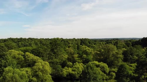 Aerial View of a Lush Green Forest