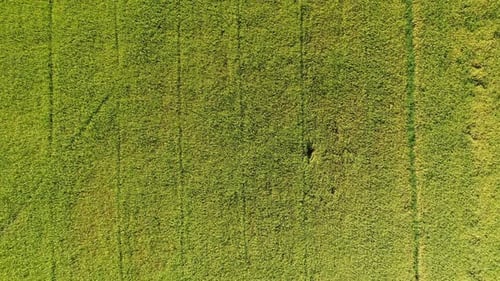 Rice Fields
