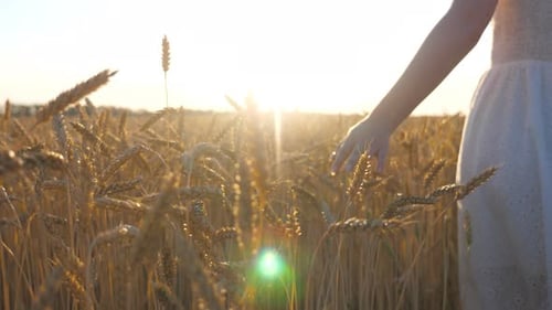 Close Up of Female Hand Moving Over Ripe Wheat Growing on Meadow
