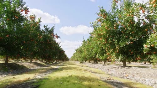Vibrant Citrus Orchard with Rows of Orange Trees