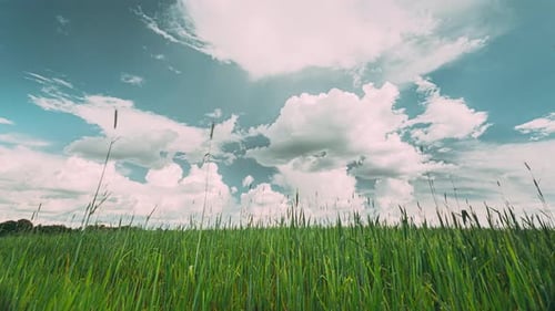 Ländliche Feldlandschaft mit jungen grünen Weizensprossen im Frühling Frühling Sommer Bewölkt