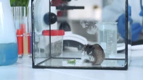 Close-up Shot of Scientist Hand Giving To a Hamster a Plant Leaf To Eat in Chemistry Lab