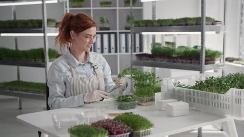 Urban Farming Female Farmer in Gloves Cuts Off Fresh Micro Green with Scissors and Puts It in